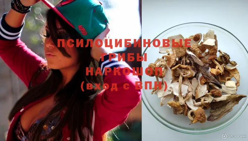 где можно купить   Александров  Псилоцибиновые грибы Psilocybine cubensis 